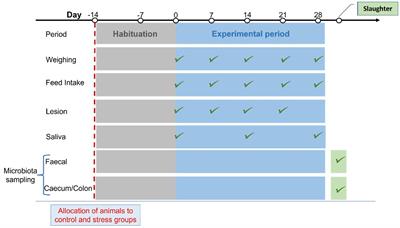 Identification of intestinal and fecal microbial biomarkers using a porcine social stress model